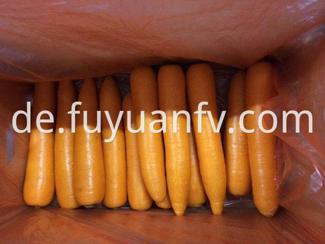 xiamen carrot 